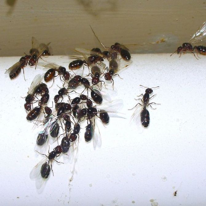 Aparatos atrapa insectos decorativos