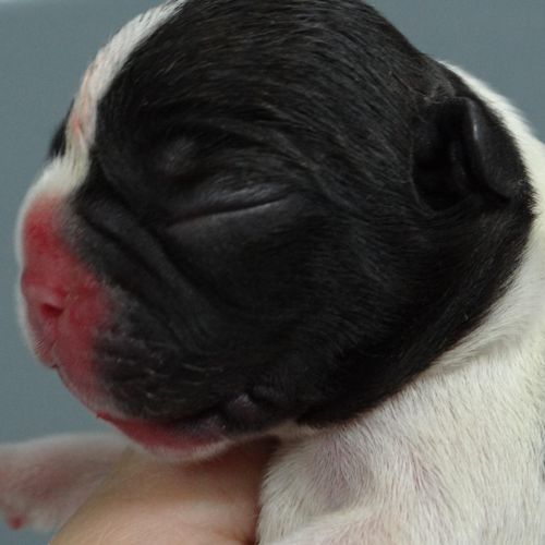 Clínica veterinario Mollet del Vallès | Clínica Veterinari Sant Antoni Abat