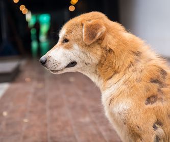 Peluquería canina y felina: Productos y servicios de Clínica Veterinaria El Puig