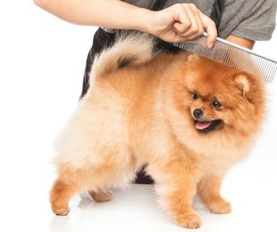 Salud, belleza e higiene: ventajas de las peluquerías caninas