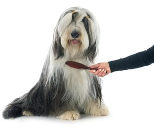 Los arreglos de peluquería canina según las razas