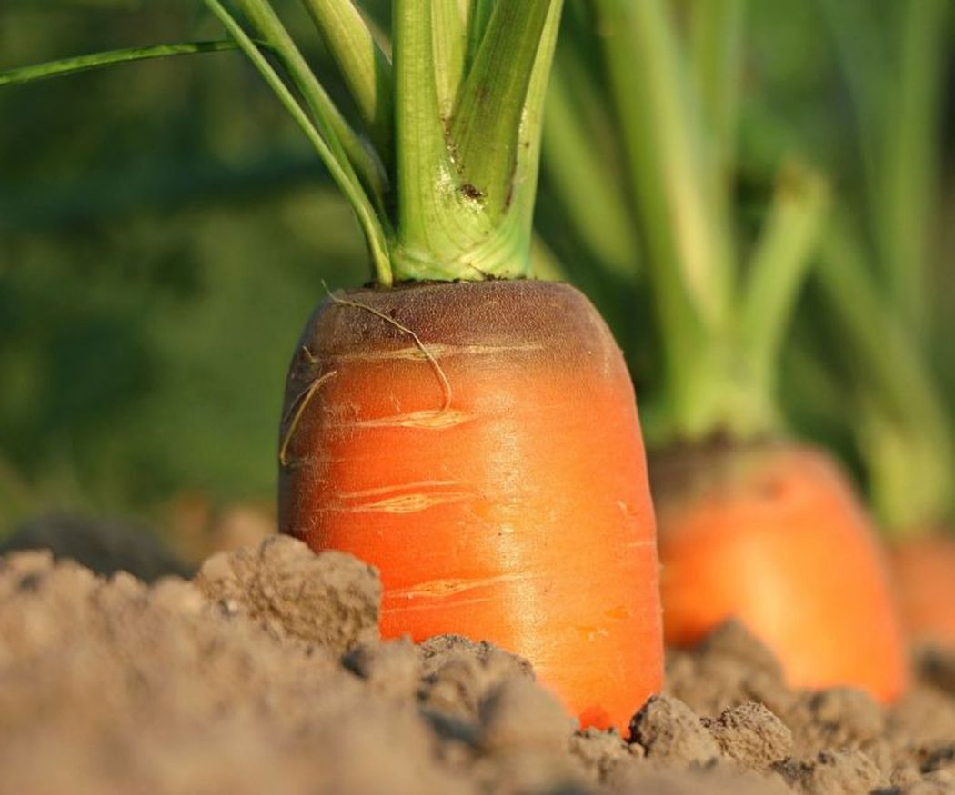Cuatro curiosidades de las zanahorias