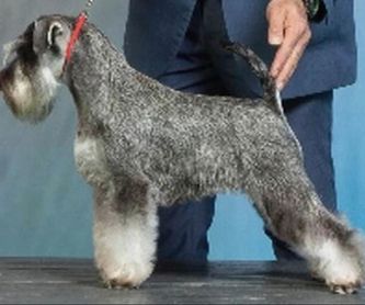 Spa canino con ozono: Servicios de Peluquería Canina Anthares
