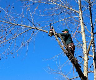 Corte y poda de árboles en altura