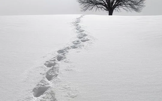 Imagen 1 de la galería