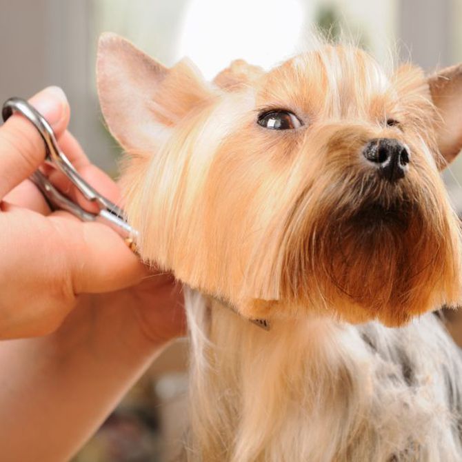 Pautas y precauciones sobre el corte de pelo de perros