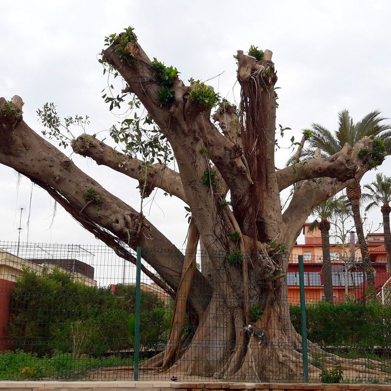 Poda Ficus en Cartagena
