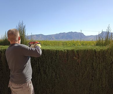Poda de cipreses en Murcia