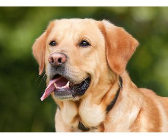 Collares Max & Molly: Servicios de Chic Doggy