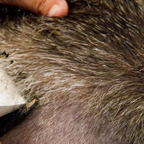 Orientación para la mejora de los rasgos faciales con el corte de pelo