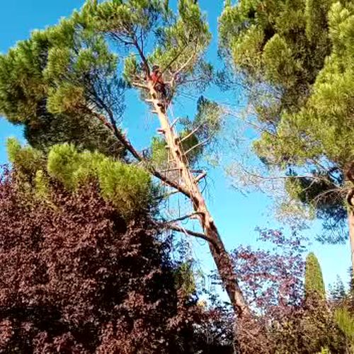 Poda y tala de árboles en Toledo | Podas y Talas La Ardilla
