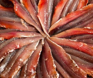 ¿Por qué las anchoas del Cantábrico son las mejores del mundo?
