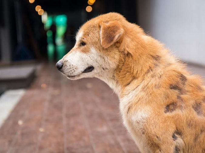 cuales son los sintomas de cataratas en perros