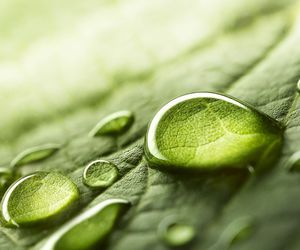 Desarrollo de ingredientes antioxidantes