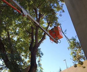 Poda de arbolado en escuela infantil