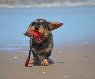 Playas para Perros en España 2018 LISTADO OFICIAL