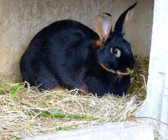 Conejos: Mascotas y alimentación de Pajarería Ricky