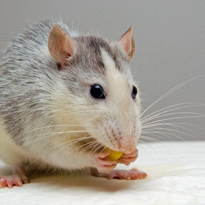 ¿Cómo trasmiten sus enfermedades las ratas?