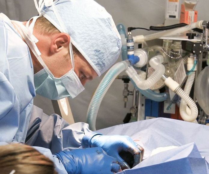 Cirugía general : Nuestros servicios de Clínica Veterinaria Zoosano