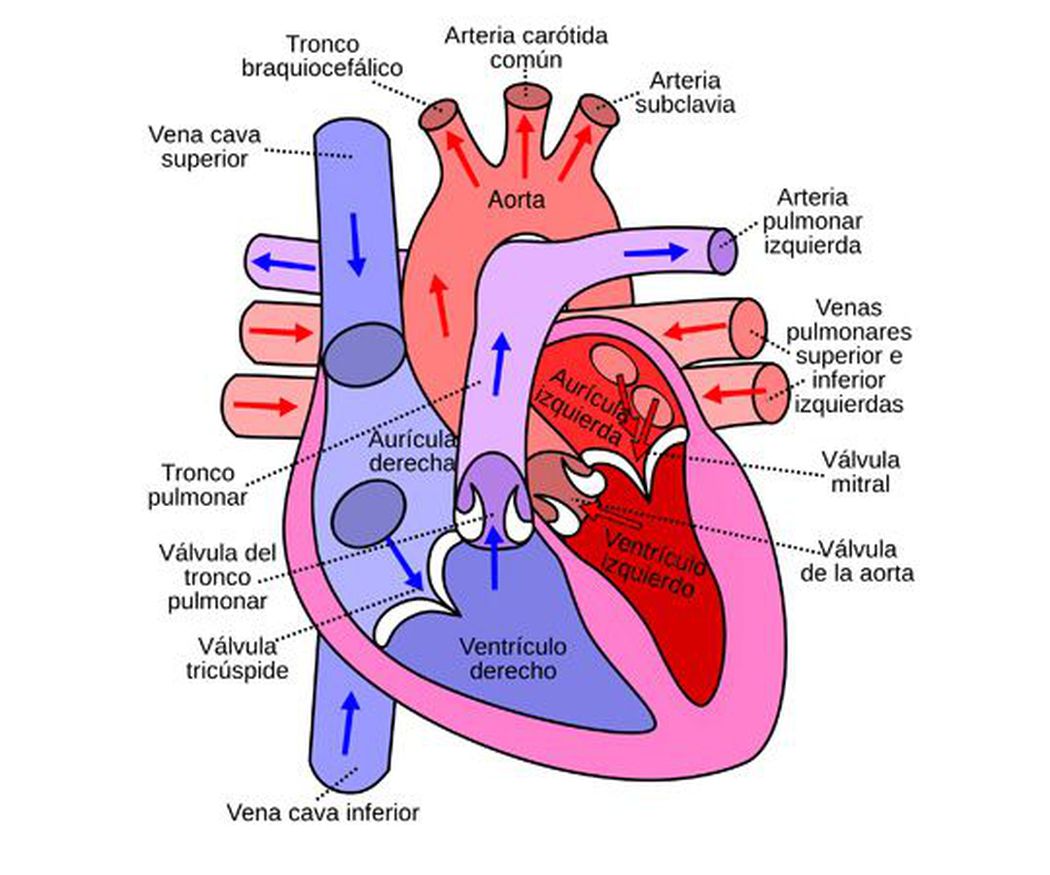 ¿Conoces las partes del corazón?