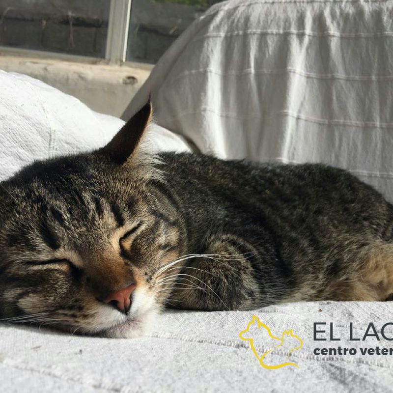 ALIMENTACIÓN: Tratamientos y especilidades de Centro veterinario El Lagar