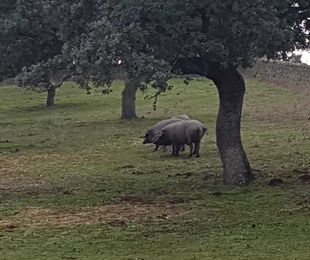 Cerdos de bellota en Montanera