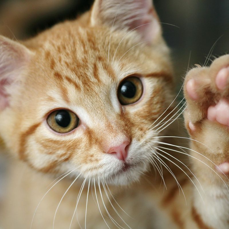 Esterilización gatos: Piensos de Centro Veterinario Ifach