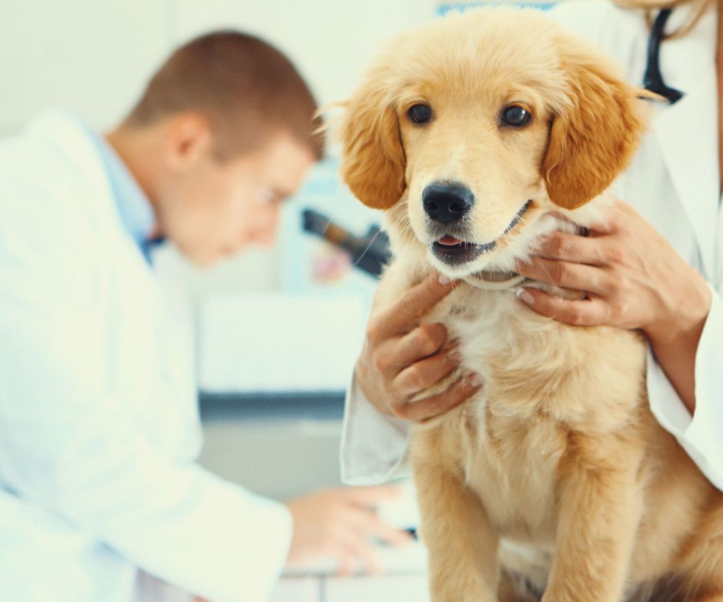¿Sabes qué vacunas se ponen a los perros?