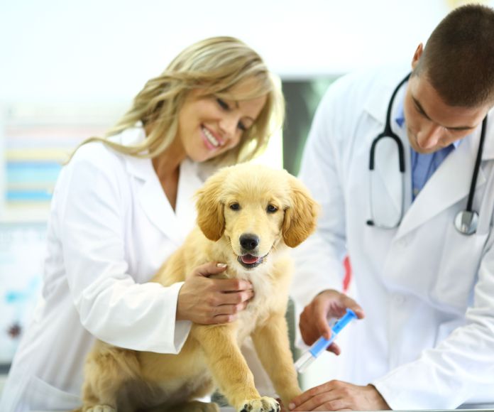 Análisis clínicos veterinarios: Servicios de Clinica Veterinaria Exotia Santa Ursula