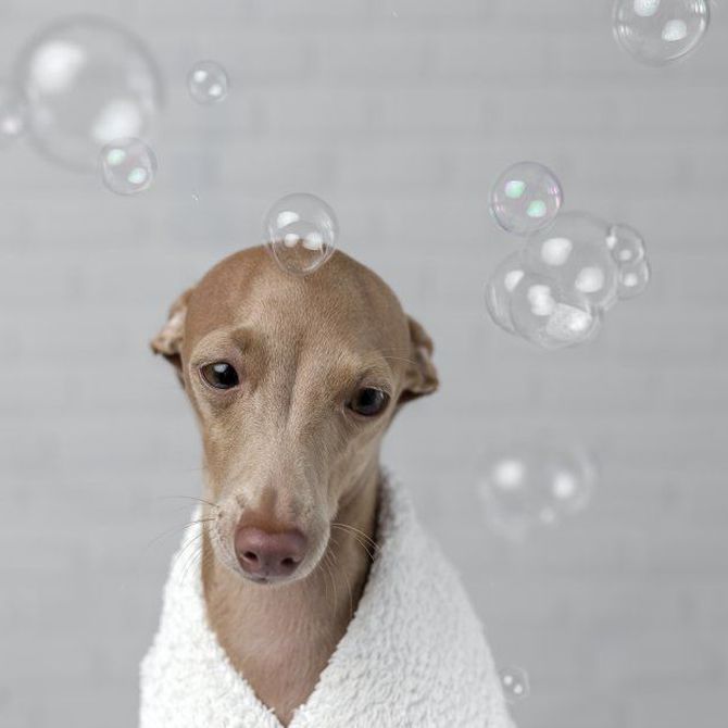 Peluquería canina: Los secretos para mantener a tu mascota con un look espectacular