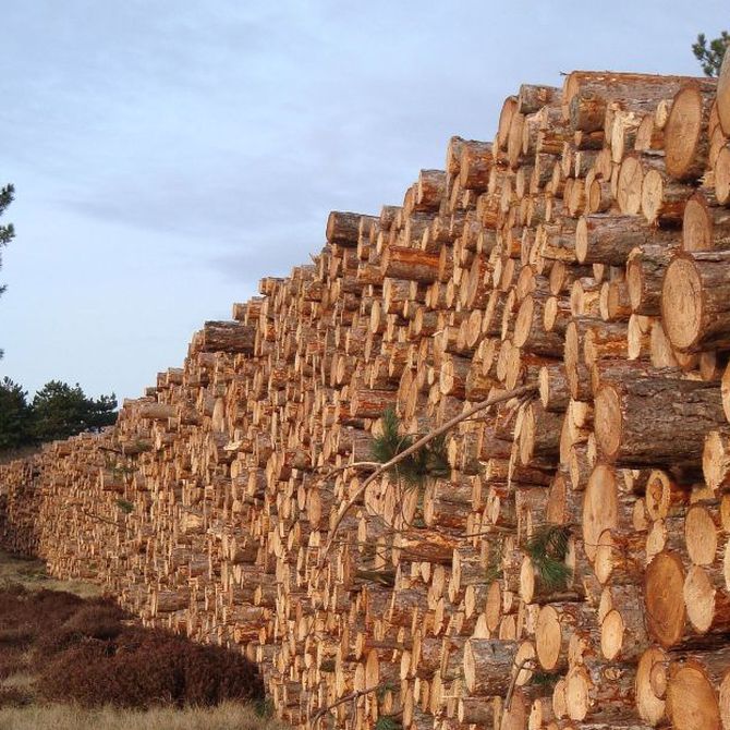 Las maderas más habituales en España