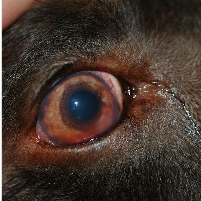 Medicina interna canina y felina: Servicios de Anubis Clínica Veterinaria