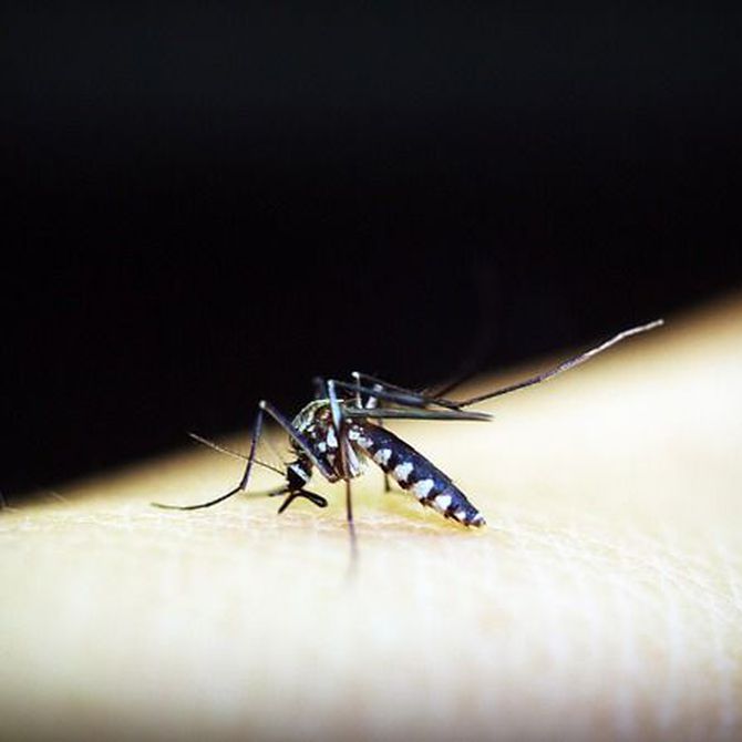 Las principales enfermedades transmitidas por mosquitos