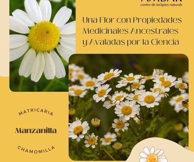 La manzanilla: Una flor con propiedades medicinales ancestrales y avaladas por la ciencia