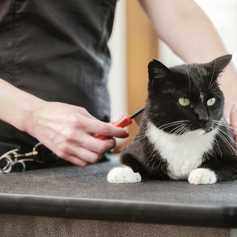 Veterinario de gatos: Servicios veterinarios de C. V. Gabriel Usera