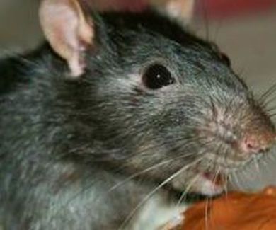 Desratización y venenos para eliminar ratas