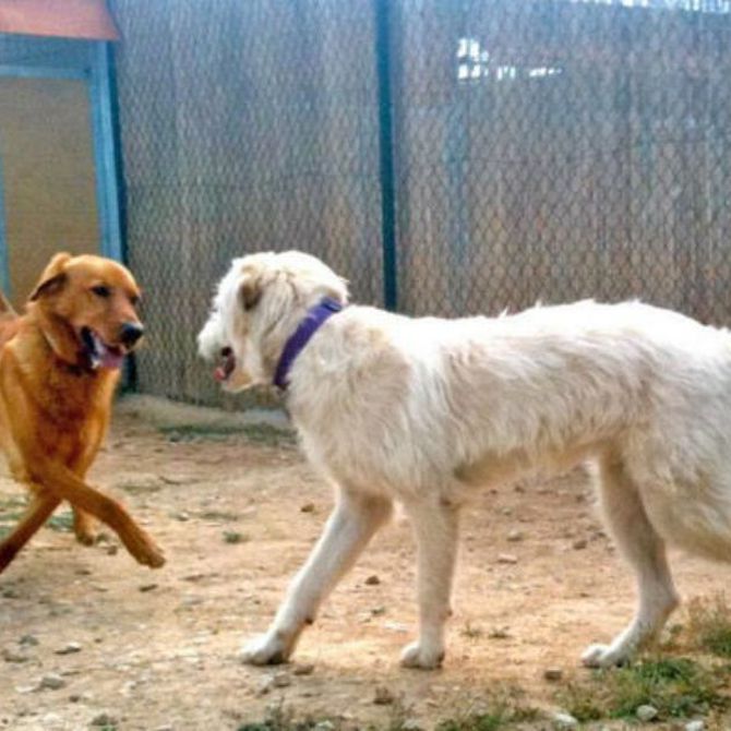 Residencia canina vs. cuidador personal