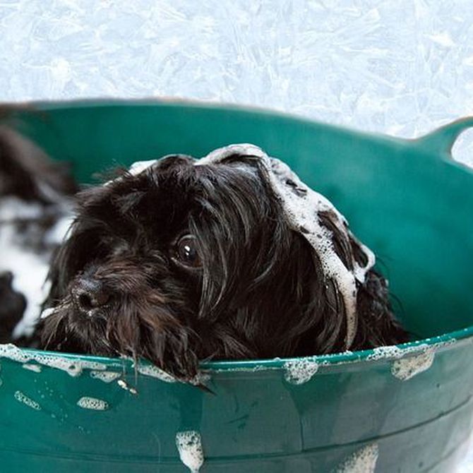 Con qué frecuencia deberías bañar a tu perro
