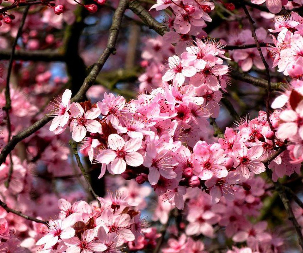 Los cuidados básicos de los almendros