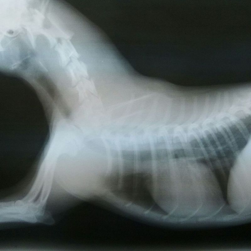 Radiografía : Servicios de Centro Veterinario Isla Mascota