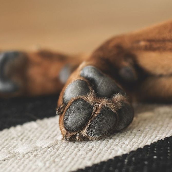Cómo cuidar las almohadillas plantares de tu perro
