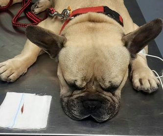 Cirugía general y traumatología: Servicios veterinarios de Clínica Veterinaria Peludines