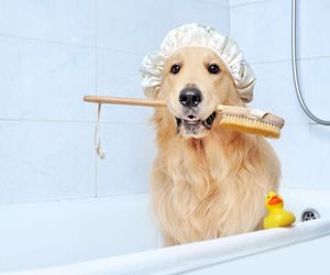 Nuevas tendencias en peluquería canina