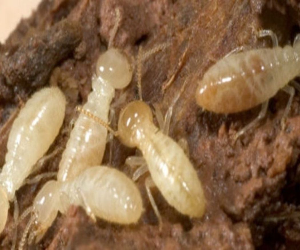 Cómo detectar termitas de la madera