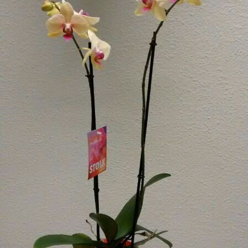 Venta de orquídeas 