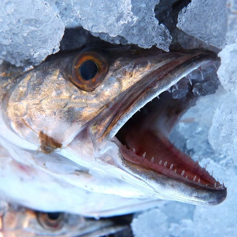 Pescados y mariscos en venta: Servicios de Pescados Cano