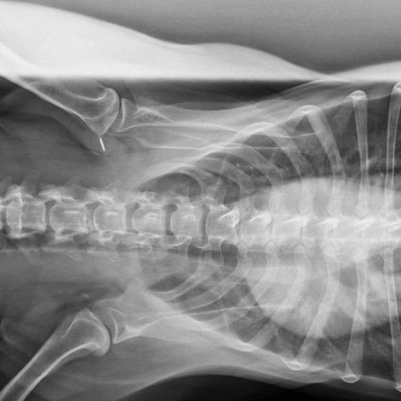 Radiodiagnóstico veterinario: Productos y Servicios de Clínica Veterinaria Manises