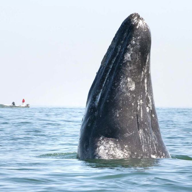 Los sonidos de las ballenas