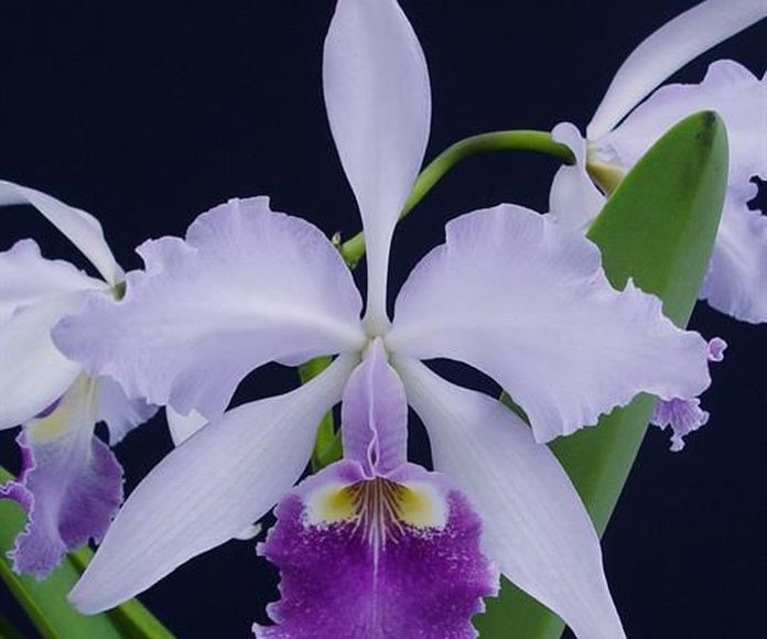 Orquídea Abundancia : Terapias de Terapias Alternativas Isabel