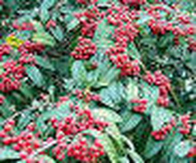 Cotoneaster frigidus Ref. 14 ( Arbusto )